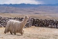 Siri Alpaca in Peru Highlands Andes Mountains