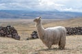 Siri Alpaca in Peru Highlands Andes Mountains