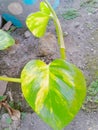 Sirih Gading Plant With Yellow And Green Leaves Can Be Used For Sprains Etc
