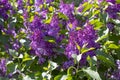 Siringa blossom flower. Purple lilac blossom flower, natural branch of syringa lilac