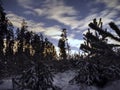 Sirius star on night sky and snow in winter forest