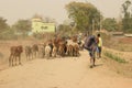 Local shepherds with their cattle in the foot hill of ajodhy hill at sirkabad Royalty Free Stock Photo