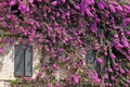 Sirmione, italian house with bougainvillea Royalty Free Stock Photo