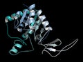 Sirtuin 6 SIRT6 protein. Linked to longevity in mammals.