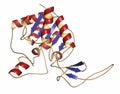 Sirtuin 6 (SIRT6) protein. Linked to longevity in mammals