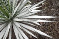 Sisal agave Agave sisalana at wintertime