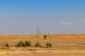 Sisal Agave sisalana in african savanna in Tanzania
