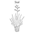 Sisal Agave sisalana , fiber plant