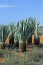 SISAL agave sisalana