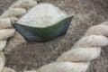 Sisal fiber in the form of a plant and rope