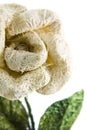 Sisal flower Royalty Free Stock Photo