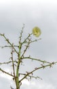 Sisal flower Royalty Free Stock Photo