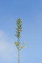 Sisal flower Royalty Free Stock Photo