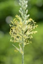 Sisal flower Royalty Free Stock Photo