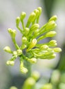 sisal flower Royalty Free Stock Photo