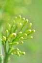 Sisal flower Royalty Free Stock Photo