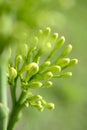 Sisal flower Royalty Free Stock Photo