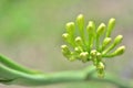 Sisal flower Royalty Free Stock Photo