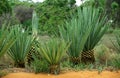 Sisal Plant, agave sisalana, Fort Dauphin in Madagascar