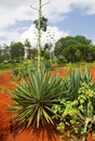 Sisal Plant Royalty Free Stock Photo