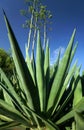 Sisal Plant Royalty Free Stock Photo