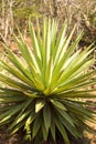 Sisal plant used for knitting ropes, Madagascar