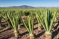 Sisal plantation