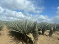 Sisal plantation in Mombasa Kenya