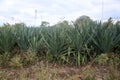 Sisal plantation in the semirado of bahia