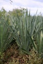 Sisal plantation in the semirado of bahia