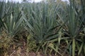 Sisal plantation in the semirado of bahia