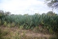 Sisal plantation in the semirado of bahia