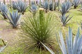 Sisal plants, Agave sisalana growing in the field next to Mexico City Metropolitan Cathedral, and main square in Mexico City, La