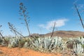 Sisal plants Agave sisalana