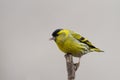 Siskin (Carduelis spinus)2 Royalty Free Stock Photo