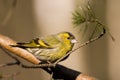 Siskin (Carduelis spinus) Royalty Free Stock Photo