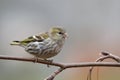 Siskin (Carduelis spinus) Royalty Free Stock Photo