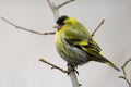 Siskin (Carduelis spinus) Royalty Free Stock Photo