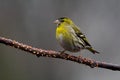 Siskin (Carduelis spinus) Royalty Free Stock Photo