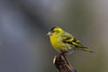 Siskin (Carduelis spinus) Royalty Free Stock Photo