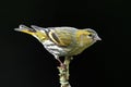 Siskin (Carduelis spinus) Royalty Free Stock Photo