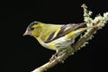 Siskin (Carduelis spinus) Royalty Free Stock Photo