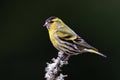 Siskin (Carduelis spinus)