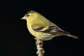 Siskin (Carduelis spinus)