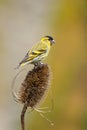 Siskin (male) on teasle Royalty Free Stock Photo