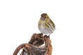 Siskin sits on a basket of sunflower isolated on white background. Royalty Free Stock Photo