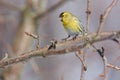 Siskin sits on a branch of a wild apple tree and putting forward a foot