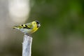 Siskin on top