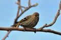 Siskin on tree in St Johns in Canada Royalty Free Stock Photo
