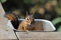 Siskiyou chipmunk (Neotamias siskiyou)